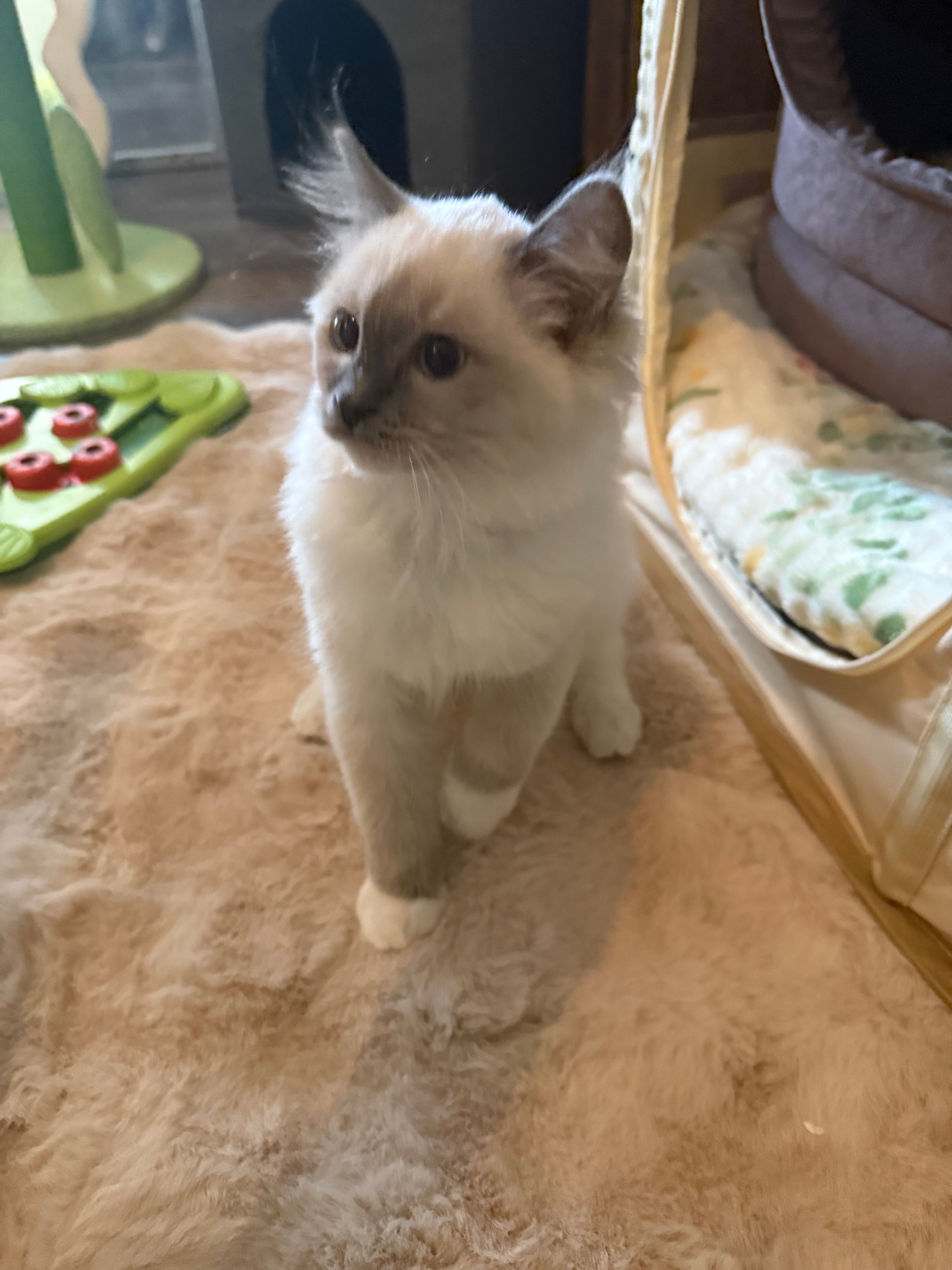 For Adoption Male Milo